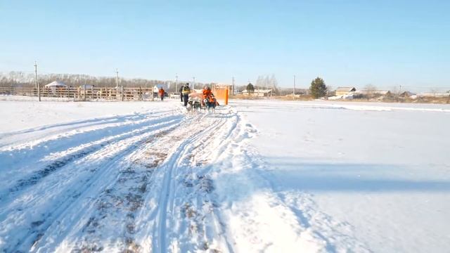 Открытие питомника хаски в экопоселке "Сибирские просторы" смотреть онлайн