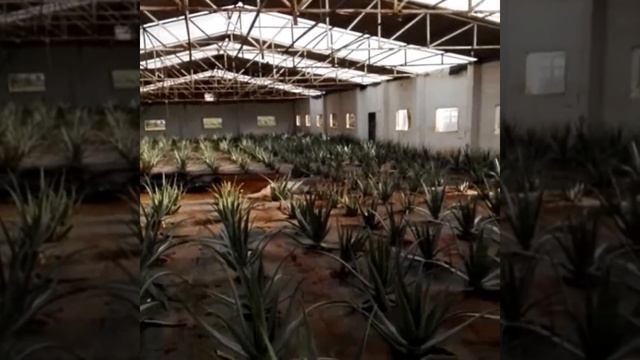 Natural Aloe Vera Cultivation, Andalusia, Spain смотреть онлайн