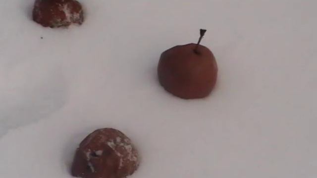 Яблоки на снегу - зимний подарок от яблоньки))) смотреть онлайн