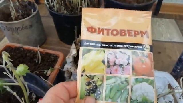 Что делать, если хризантема начала расти в погребе. смотреть онлайн