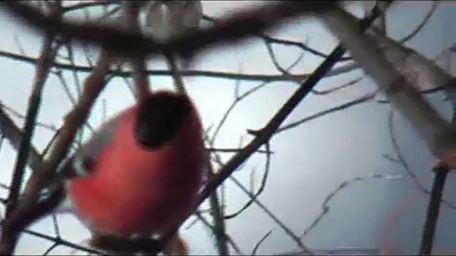 СНЕГИРИ 2010.avi смотреть онлайн