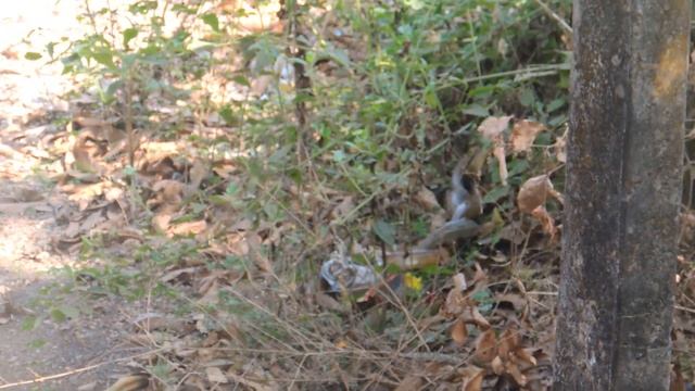 Кобры в Сиолиме. Змеи в Гоа (Индия). Видео 23.03.2016 (Холли) смотреть онлайн