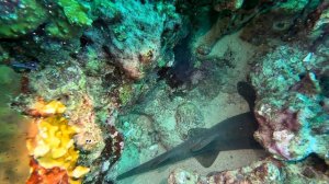 GRENADA 2024  Подводный мир (1080p)