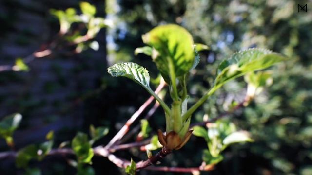 Gartenset 'Luxembourg' in Perlweiss | Fermob | Mooris.com смотреть онлайн