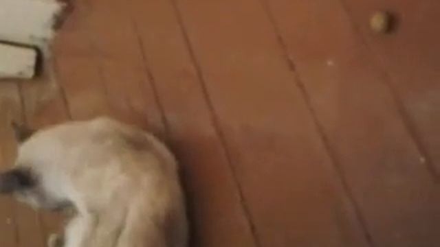 кошка кайфует от оливки.mp4 смотреть онлайн