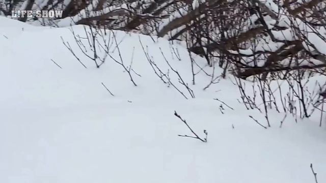 Евроазиатская Рысь – Суперхищник, Убивающий Оленей и Змей! Рысь против Оленя и Ядовитой Змеи! смотреть онлайн