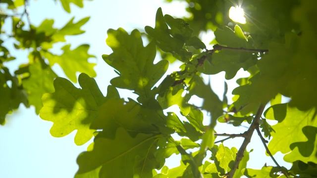 Дубовое дерево 3 footage oak tree смотреть онлайн