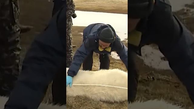 ? Белый медведь. Дикие животные Крайнего Севера смотреть онлайн