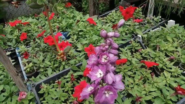 Дельфиниум "Магические фонтаны" цвет розовый зацвел. ? смотреть онлайн