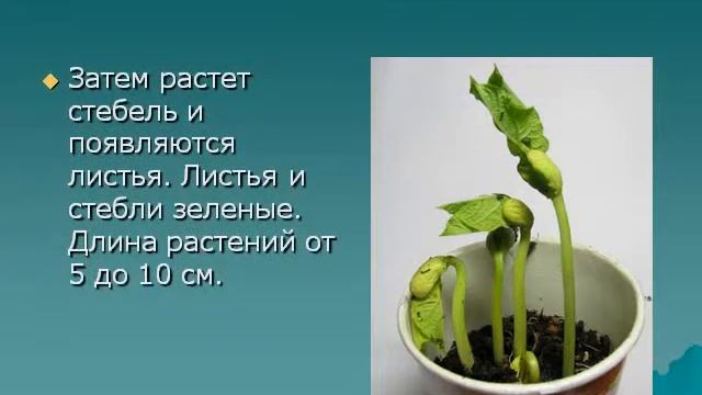 Презентация Влияние среды на развитие растения из семени смотреть онлайн