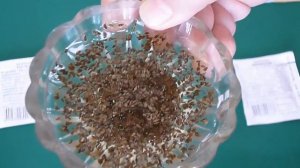 Как проверить семена моркови на всхожесть. Продолжение.