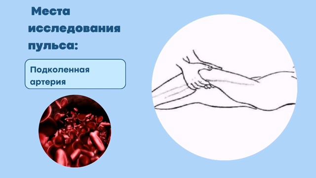 Алгоритм исследования пульса смотреть онлайн