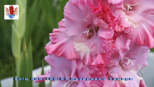Гладиолусы 19 mirgladiolus ru смотреть онлайн