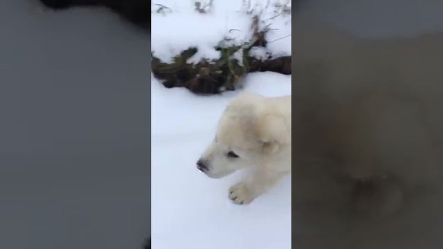 Отличный крупный алабай 2 месяца смотреть онлайн