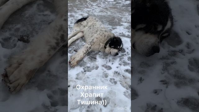 Алабаи #дача #собака#охрана#тишина#стой кто идёт )) Лен обл. Ужасный пёс) смотреть онлайн