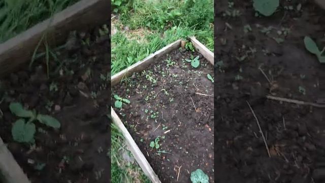 Микрогрин,Витграсс,Гидропоника,Ленивый огород,ЗОЖ,Своими руками смотреть онлайн