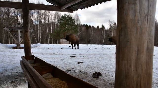 Зубры в заповеднике "Калужские засеки" смотреть онлайн