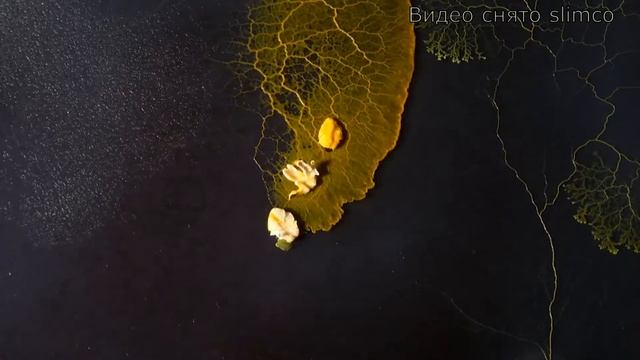 Слизевик смотреть онлайн