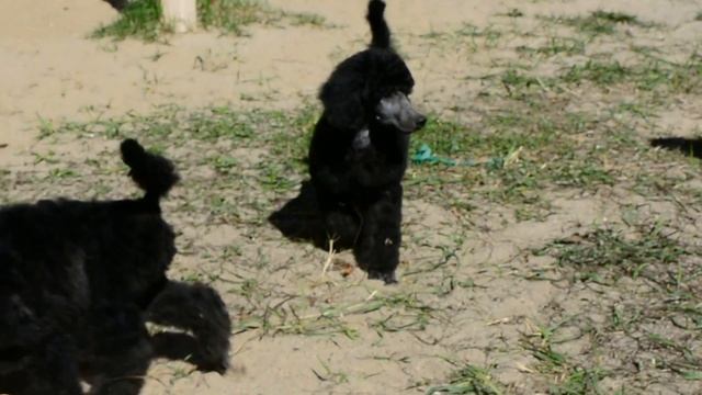 Пеллея и Пансия смотреть онлайн