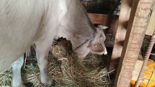 Как зимует наша корова// Сколько молока дает Белка? смотреть онлайн