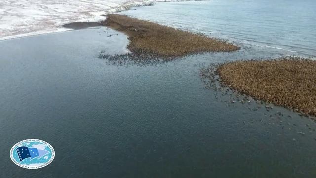 В 2019 году ученые ВНИРО провели мониторинг лежбищ тихоокеанского моржа на Чукотском побережье.mp4 смотреть онлайн
