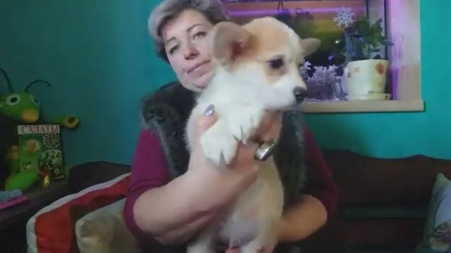 Продается щенок сука вельш корги пемброк , питомник Воплощение мечты смотреть онлайн