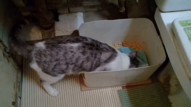Лоток для кошек смотреть онлайн