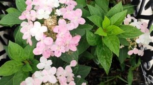 Самая ранняя метельчатая гортензия.Крошка Polestar /Полистар (Полярная звезда)