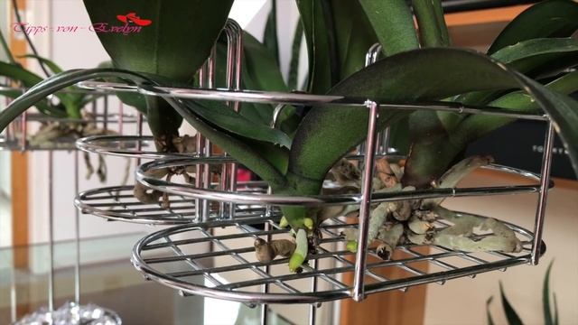 GROWING ORCHIDS AT HOME смотреть онлайн