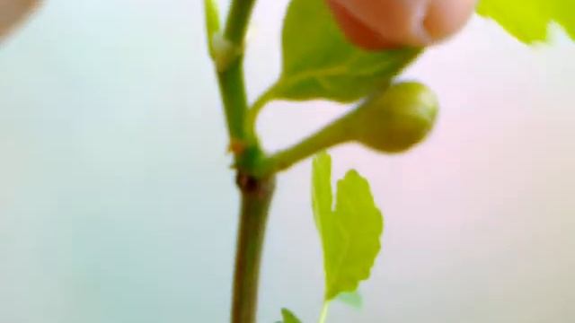 Инжир Браун Туркей. смотреть онлайн