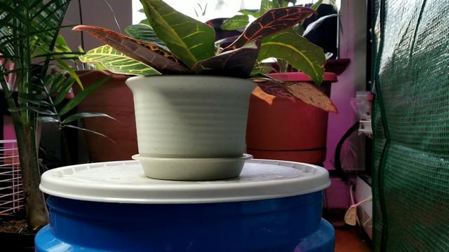 Croton Petra Watering Time Lapse смотреть онлайн