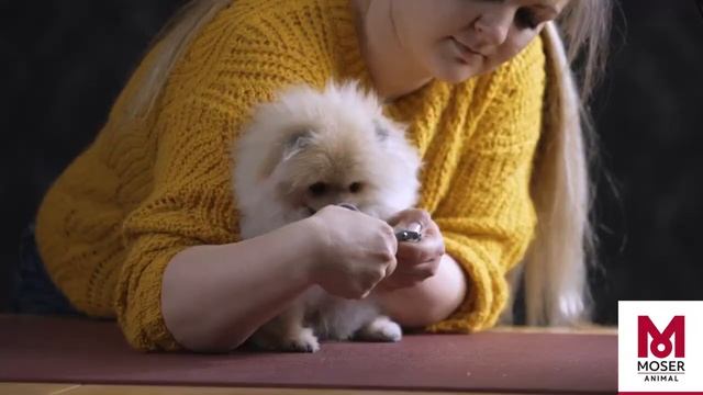 Как ухаживать за лапками? Уход за лапами для собак ❘ MOSER Animal смотреть онлайн