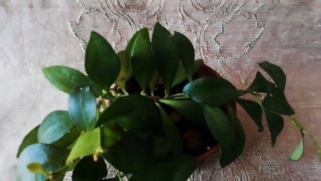 Цветение хойи Davidcumingiana, Lacunosa Eskimo Super, DS-70 variegata, Tsangii, Minibelle splash, смотреть онлайн