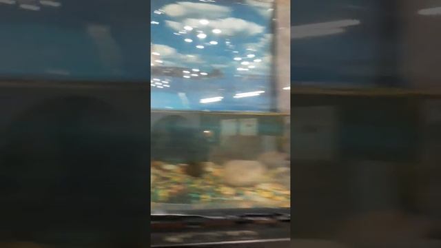 Выставка животных . (3 часть) Китайский трионикс (черепаха) смотреть онлайн
