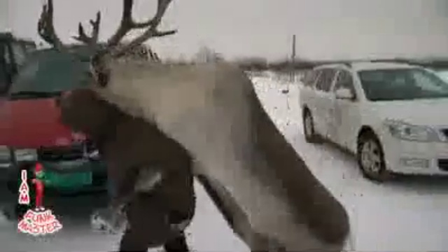 Олень увел жену на глазах у мужа (прикол) смотреть онлайн