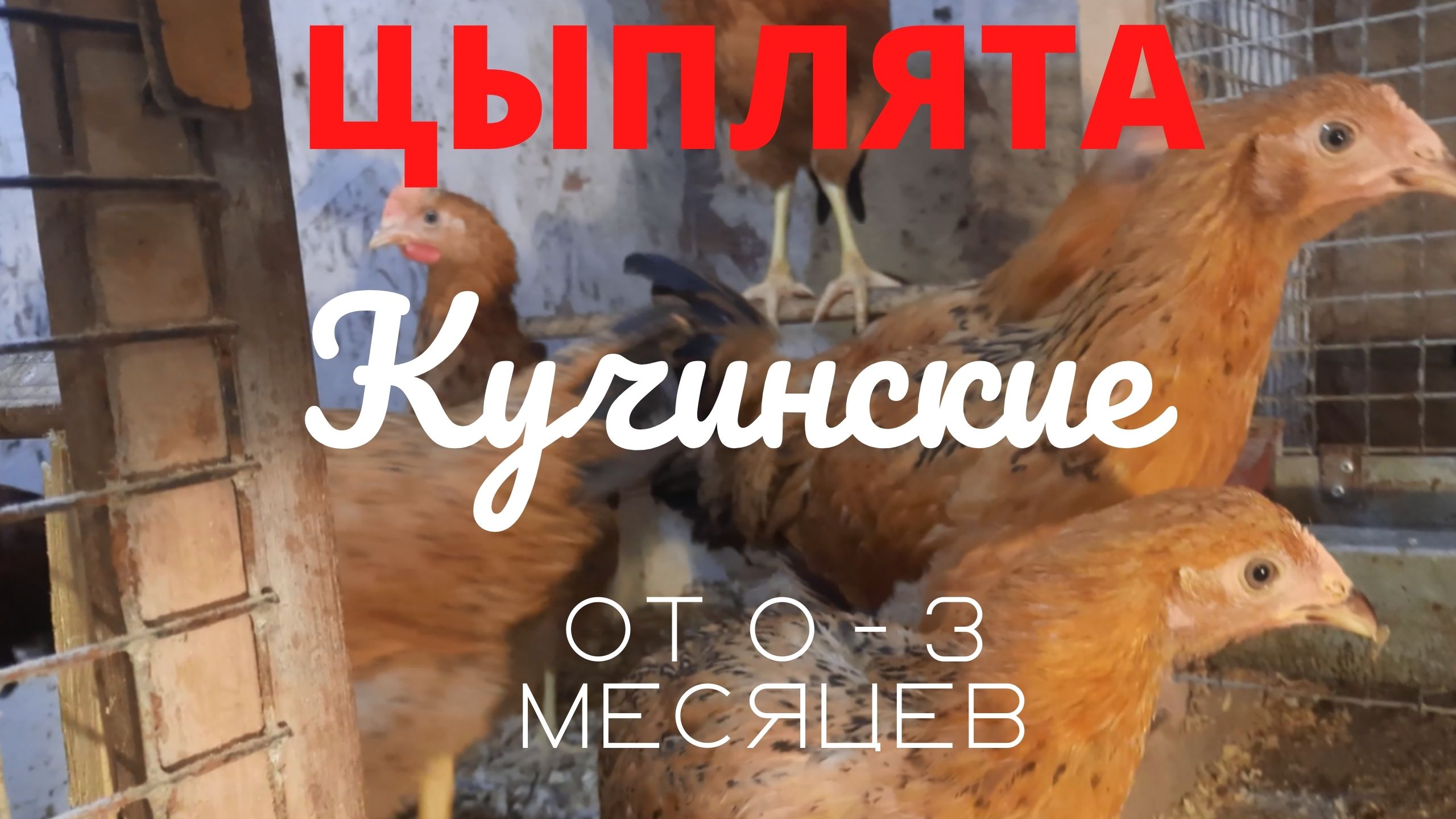 Куры породы кучинская юбилейная от 0 - 3 месяцев. смотреть онлайн