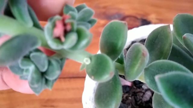 Echeveria coccinea. смотреть онлайн