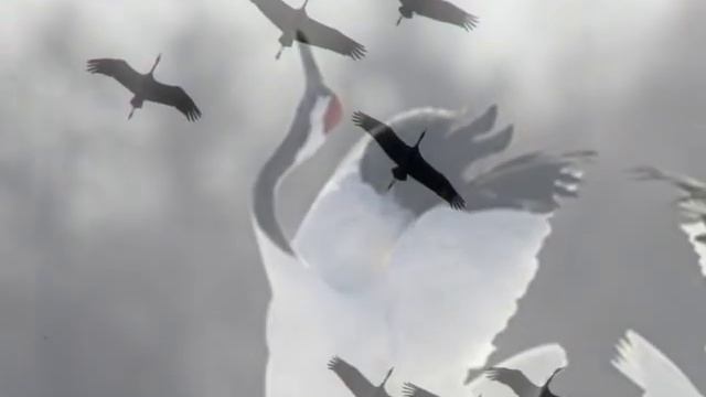 Крик журавлей смотреть онлайн