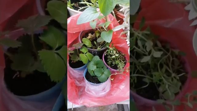 Покупочки для сада - новые растения #shorts #дача #short #покупки #сад #цветы #цветыдлясада смотреть онлайн