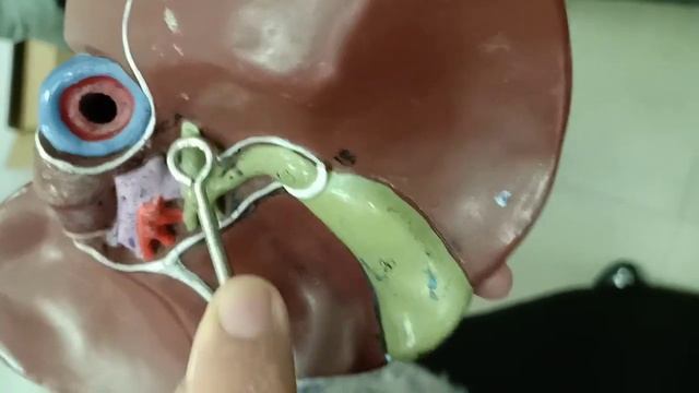 Practical Anatomy - GIT Module - Liver смотреть онлайн