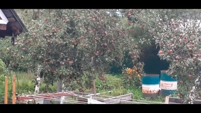 Животные нашего дома, Багира, Пушок, Жуть и игрулька Марсик. смотреть онлайн