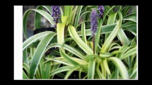 Лириопе – прекрасные цветы для сада и комнаты