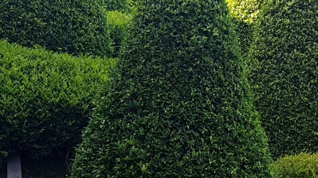 The BEAUTY of FICUS Plant смотреть онлайн