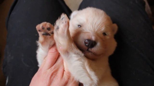 Wolfriend - White Alaskan Malamute Pup