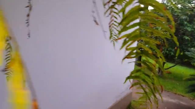 Olha o estado do ninho de beija flor após o temporal precisei ajudar os filhotes!! смотреть онлайн