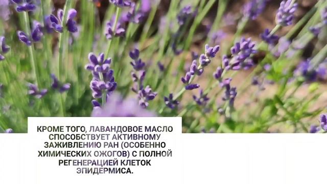 Лавандовое поле,село Тургеневка,Крым, 21/06/21 смотреть онлайн