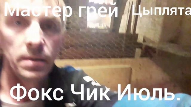 Цыплята Мастер грей и Фокси чик.июль смотреть онлайн