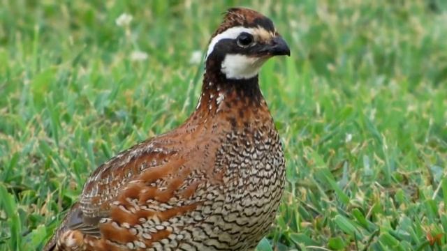 Виргинская перепелка (Colinus virginianus) смотреть онлайн