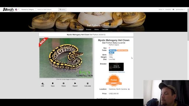 Mahogany Ball Python Morph Combos | Jack's Reptiles смотреть онлайн