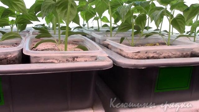 Весна в саду и на подоконнике